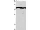 GNA13 Polyclonal Antibody Store at -20°C