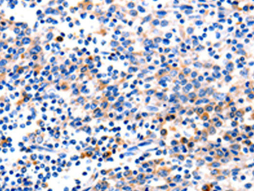 GADD45 gamma Polyclonal Antibody