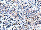 GADD45 gamma Polyclonal Antibody