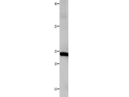 Galectin 1 Polyclonal Antibody Store at -20°C