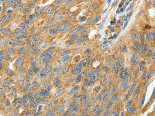 CALR Polyclonal Antibody Store at -20°C