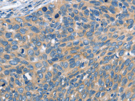 SCARB1 Polyclonal Antibody Store at -20°C