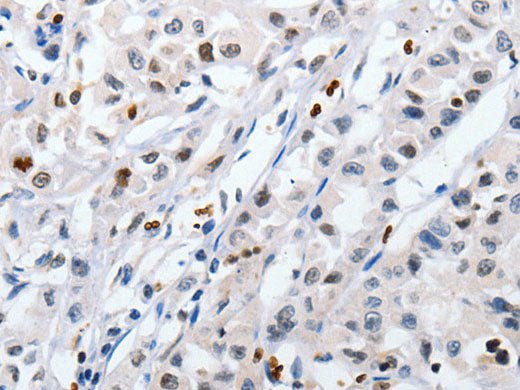 HSPA1A Polyclonal Antibody Store at -20°C