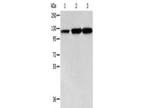 HSP105 Polyclonal Antibody