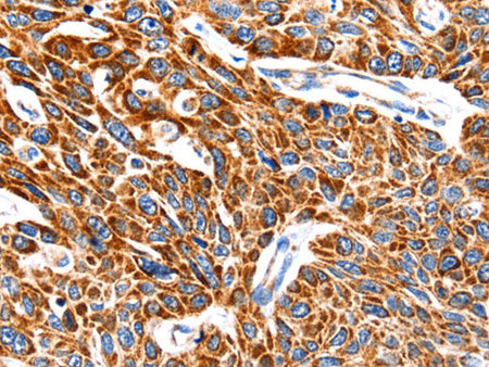 HSP75 Polyclonal Antibody Store at -20°C