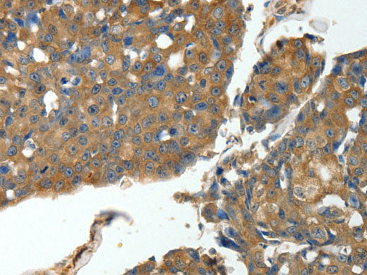 MSN Polyclonal Antibody Store at -20°C