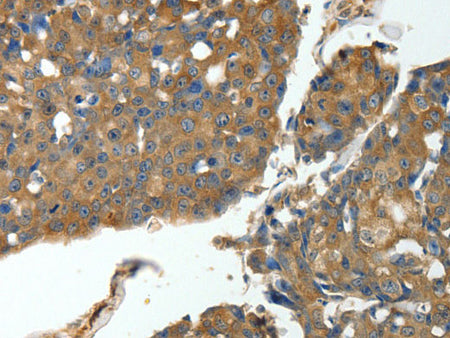 MSN Polyclonal Antibody Store at -20°C
