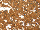 TNFRSF11B Polyclonal Antibody Store at -20°C