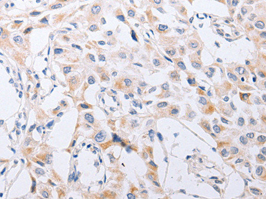 SERP1 Polyclonal Antibody