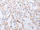 SERP1 Polyclonal Antibody