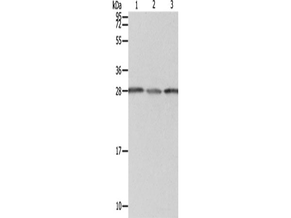 PSMD9 Polyclonal Antibody Store at -20°C