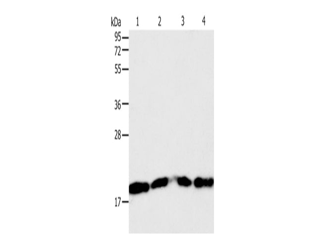 DIABLO Polyclonal Antibody Store at -20°C - MSE Supplies LLC