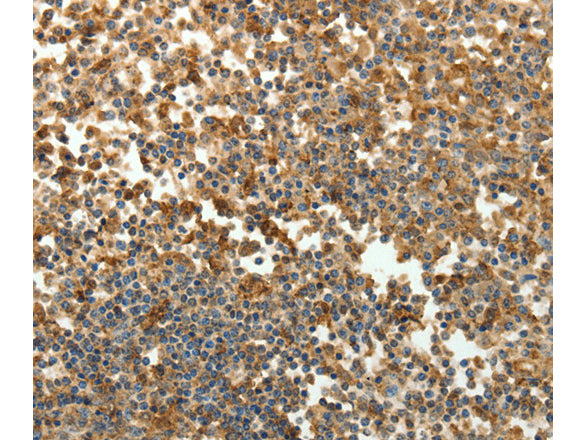 SFTPD Polyclonal Antibody Store at -20°C - MSE Supplies LLC