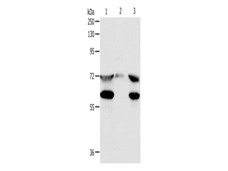 CCDC99 Polyclonal Antibody Store at -20°C - MSE Supplies LLC