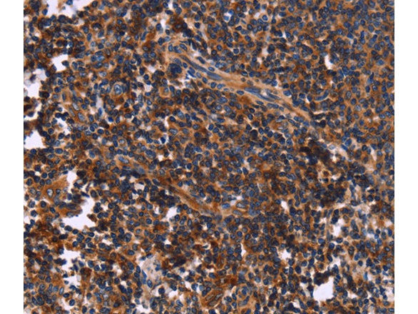 SYT4 Polyclonal Antibody Store at -20°C - MSE Supplies LLC