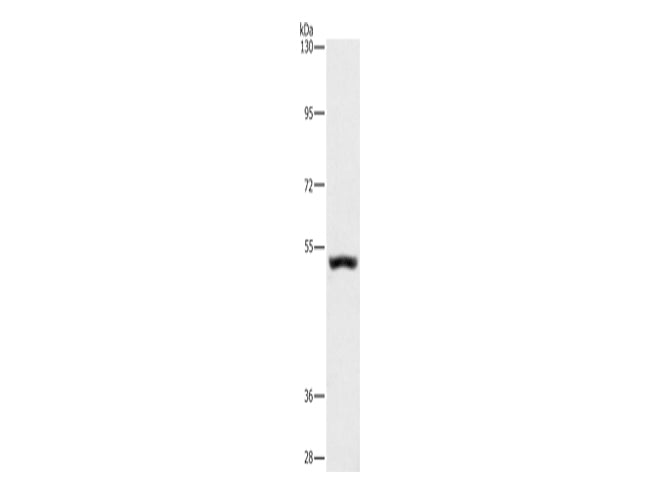 SYT17 Polyclonal Antibody Store at -20°C - MSE Supplies LLC