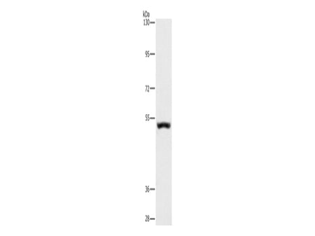 SYT17 Polyclonal Antibody Store at -20°C - MSE Supplies LLC