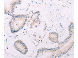 MAP3K12 Polyclonal Antibody Store at -20°C - MSE Supplies LLC