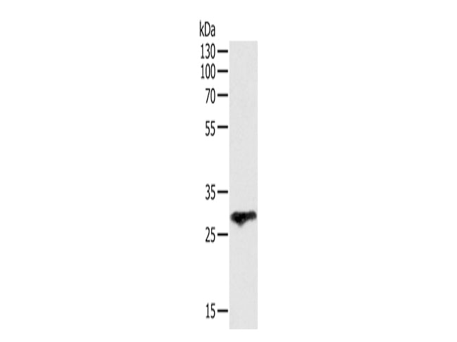 F3 Polyclonal Antibody Store at -20°C - MSE Supplies LLC