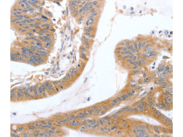 TGFA Polyclonal Antibody Store at -20°C - MSE Supplies LLC