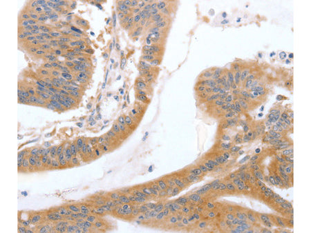 TGFA Polyclonal Antibody Store at -20°C - MSE Supplies LLC