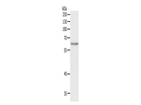TRAF3IP2 Polyclonal Antibody Store at -20°C - MSE Supplies LLC