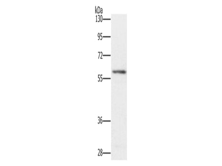 TRAFD1 Polyclonal Antibody Store at -20°C - MSE Supplies LLC