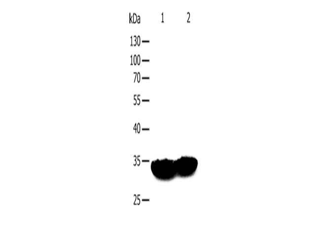 TPM1 Polyclonal Antibody Store at -20°C - MSE Supplies LLC