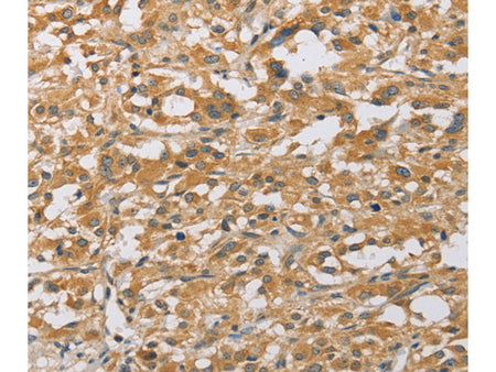 ARHGEF1 Polyclonal Antibody Store at -20°C - MSE Supplies LLC