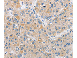 ARHGEF9 Polyclonal Antibody Store at -20°C - MSE Supplies LLC