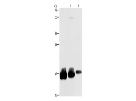 IFITM3 Polyclonal Antibody Store at -20°C - MSE Supplies LLC