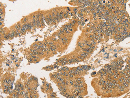 BCL2L14 Polyclonal Antibody Store at -20°C - MSE Supplies LLC