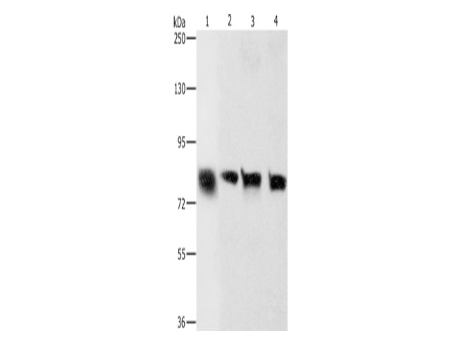 K-Cadherin Polyclonal Antibody Store at -20°C - MSE Supplies LLC