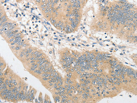 CD284 Polyclonal Antibody Store at -20°C - MSE Supplies LLC
