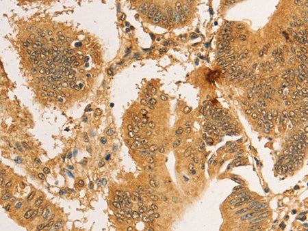RPL26L1 Polyclonal Antibody Store at -20°C - MSE Supplies LLC