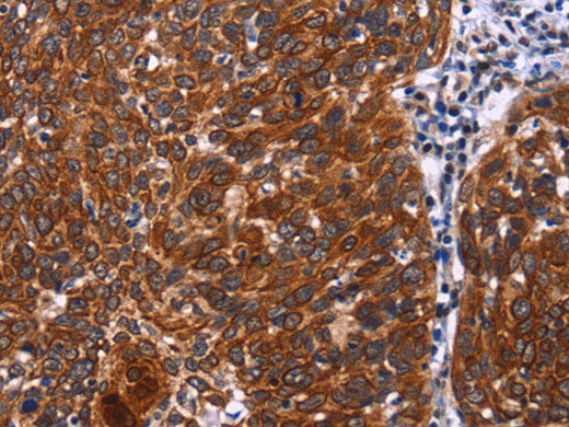 USP2 Polyclonal Antibody Store at -20°C - MSE Supplies LLC