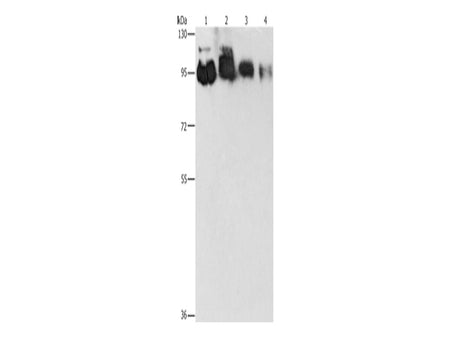 EPS15L1 Polyclonal Antibody Store at -20°C - MSE Supplies LLC
