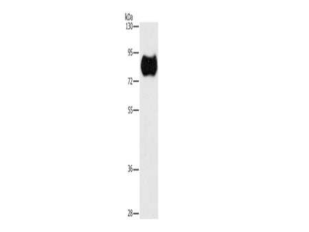 MAP4K2 Polyclonal Antibody Store at -20°C - MSE Supplies LLC
