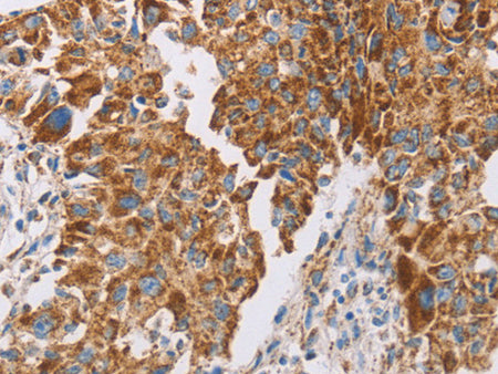 GUCY1A3 Polyclonal Antibody Store at -20°C - MSE Supplies LLC