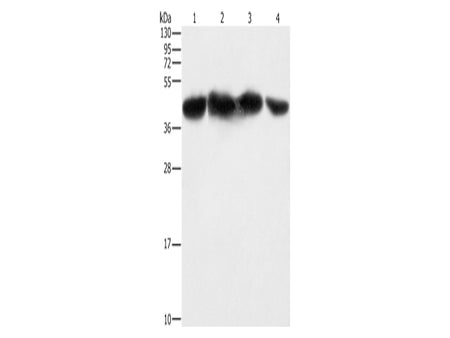 PGK2 Polyclonal Antibody Store at -20°C - MSE Supplies LLC
