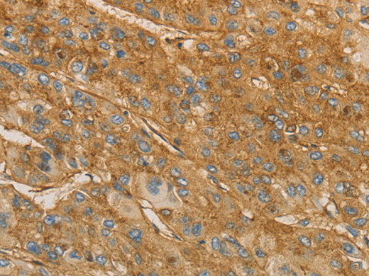 VTN Polyclonal Antibody Store at -20°C - MSE Supplies LLC
