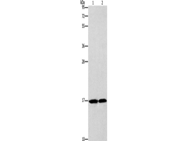 GMFG Polyclonal Antibody Store at -20°C
