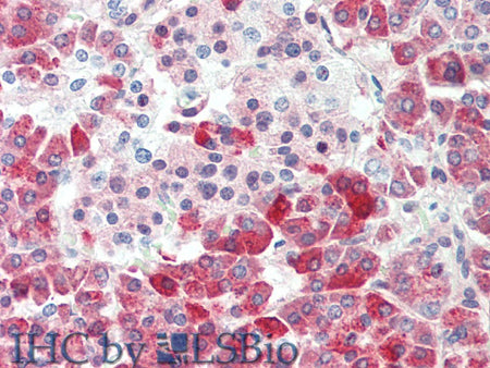 CPB1 Polyclonal Antibody Store at -20°C