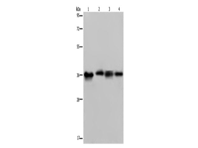 JAM-A Polyclonal Antibody Store at -20°C