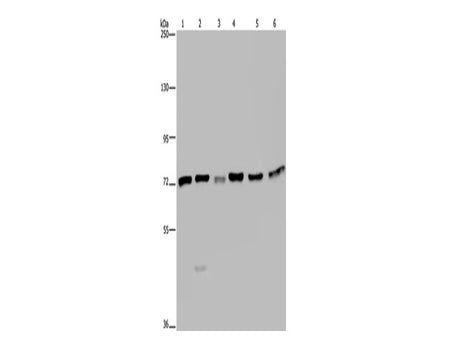 KARS Polyclonal Antibody Store at -20°C