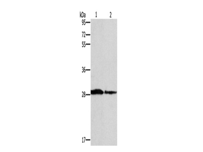 SPR Polyclonal Antibody Store at -20°C