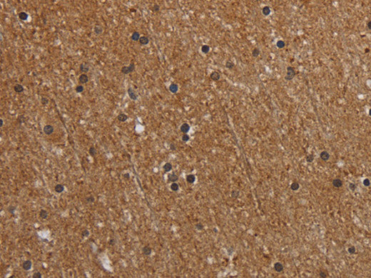 MT-ND1 Polyclonal Antibody Store at -20°C