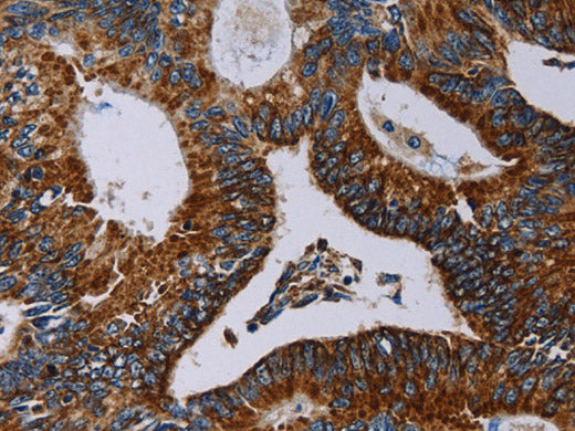 NDUFA4 Polyclonal Antibody Store at -20°C