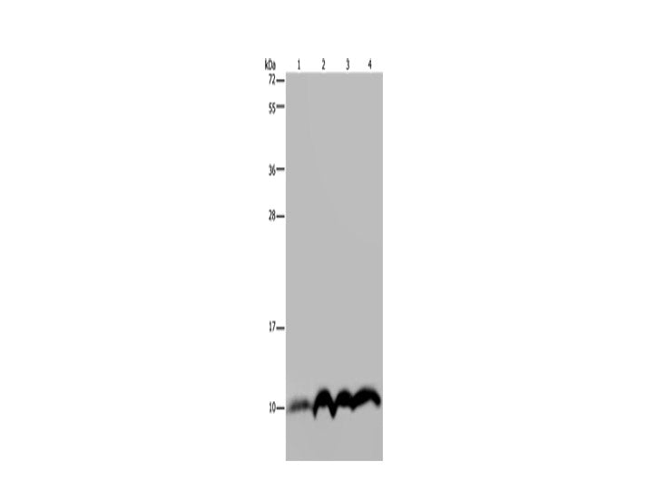 NDUFA4 Polyclonal Antibody Store at -20°C