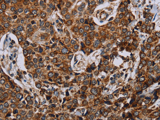 NDUFA4 Polyclonal Antibody Store at -20°C